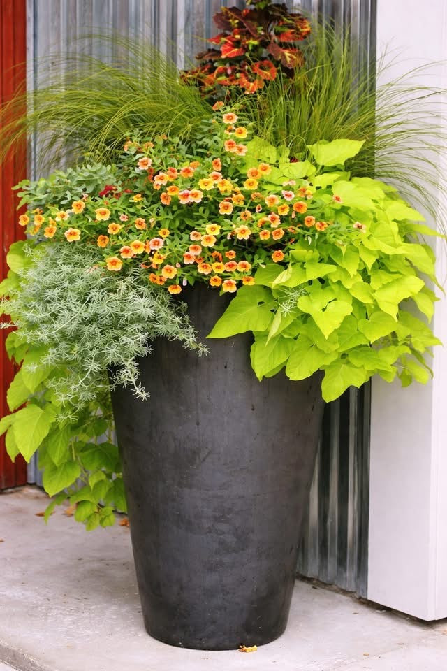 Botanical Nests