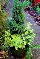 Year-Round Greens —