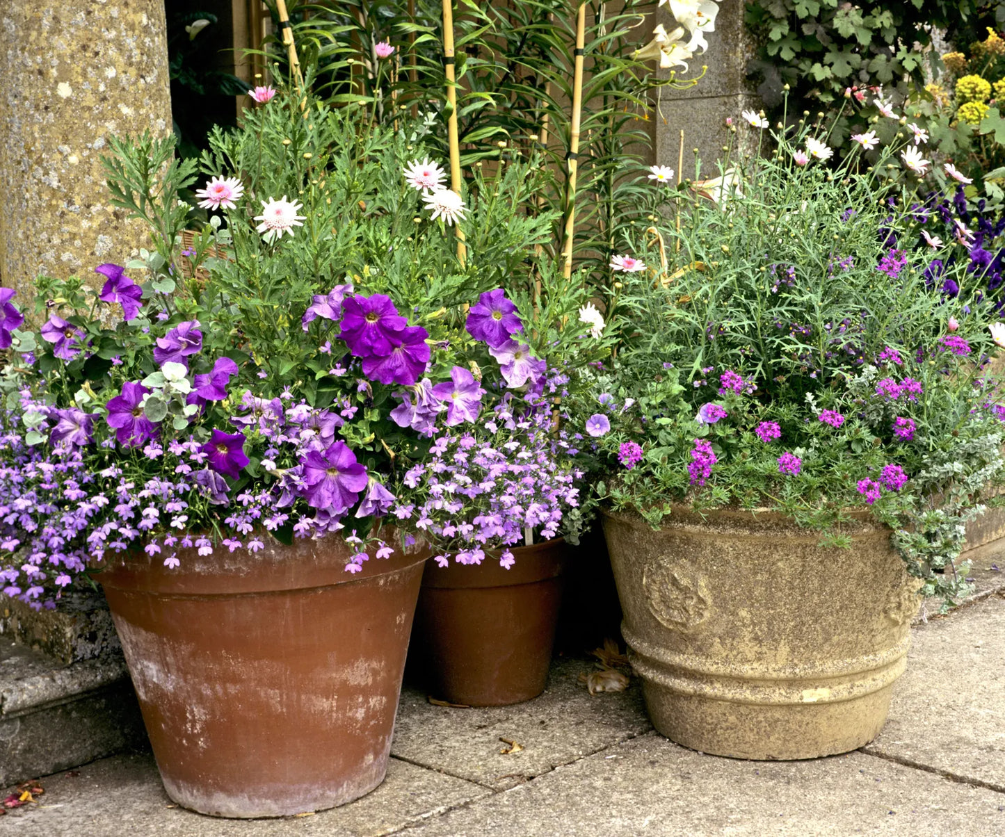 Cheerful & Bright — Sunny Location Annuals