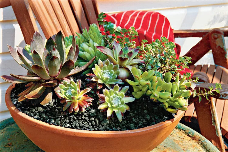 Cheerful & Bright — Sunny Location Annuals